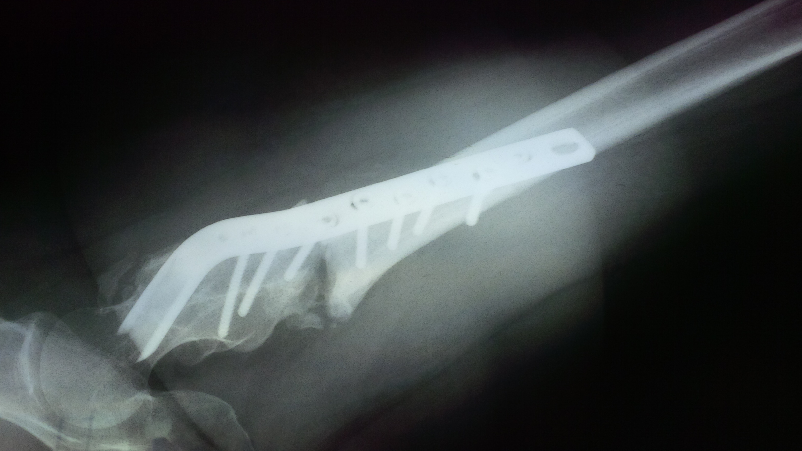 Röntgenbild eines Radiologen